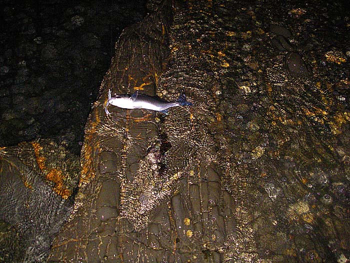 The smallest one of my ten fish and it's still pretty gloomy.