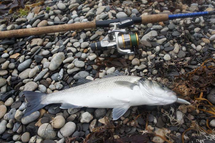 One of the smaller bass taken by the lads in their best session.