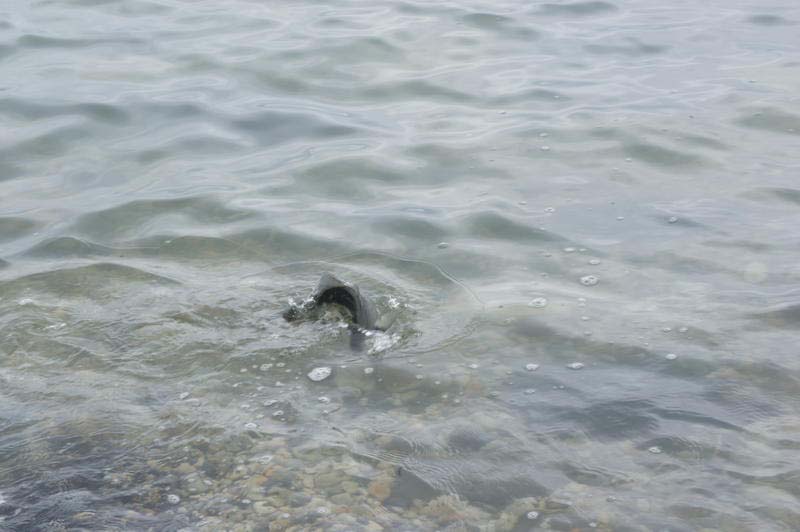 Another smallish bass writhes its way to the gravel.