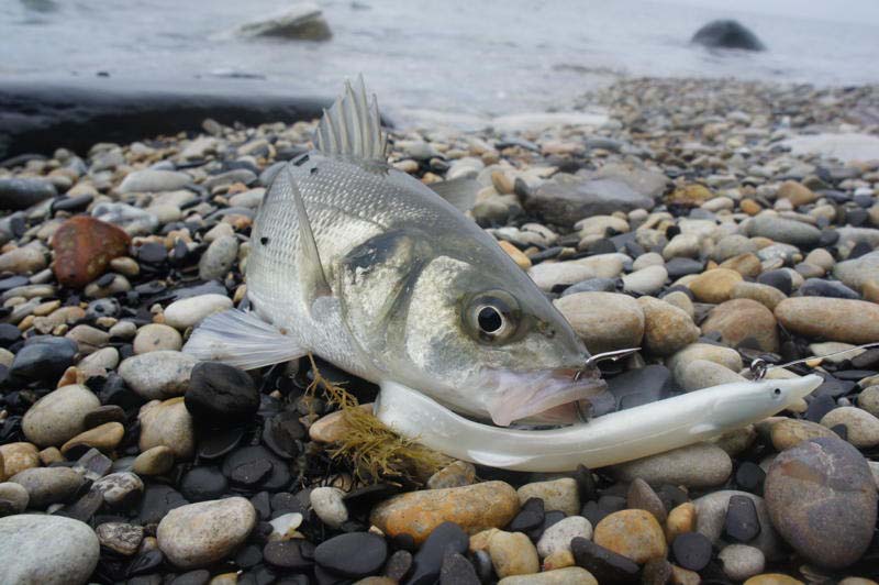 Ready to be unhooked and returned.