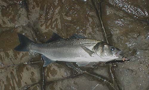 I never get tired of seeing these beautiful fish.