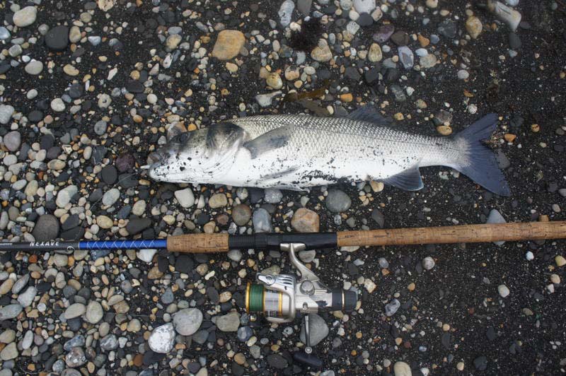 Bills PB so far. I don't suppose it will be long 'til he gets a bigger one.