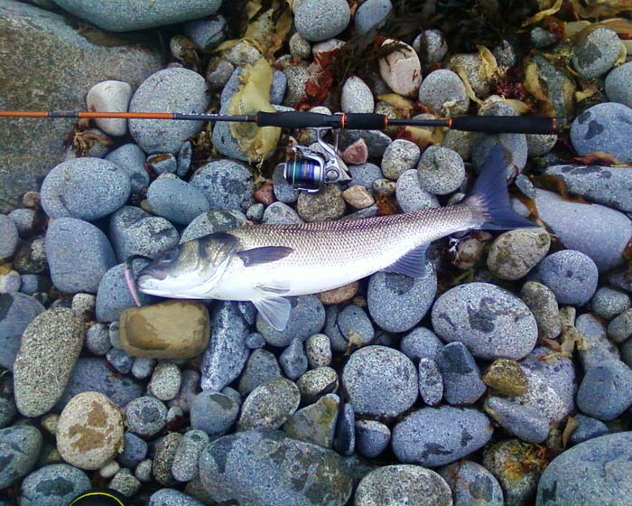 Nice one! It must have been a real thrill to get a take on the almost motionless lure so close in.