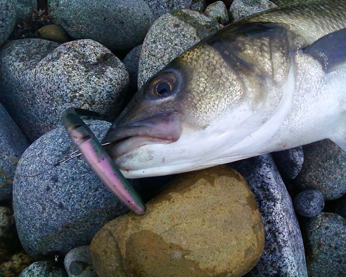These slightly iridescent lures are probably as good as anything. At any rate this one worked.