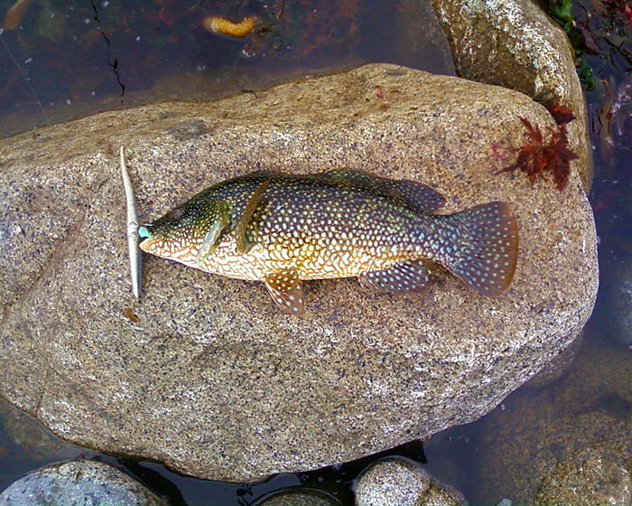 A cracking wrasse well hooked on the soft plastic. A method with loads of potential.