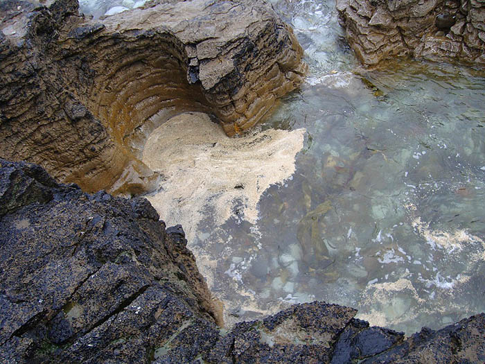 I've been banging on for decades about maggot feeding being widespread. The bass and mullet in the Dingle MUST surely eat them.