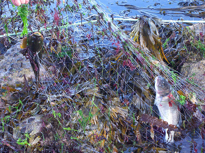 The sad thing about gill nets is that, unlike rod and line, there's little chance of releasing anything you don't want.