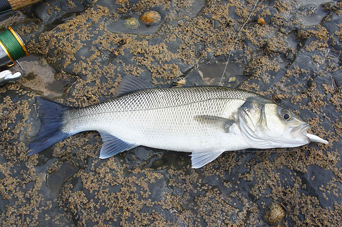 One of the bass Bill landed on his first session. The Redgill is still visible in its mouth.