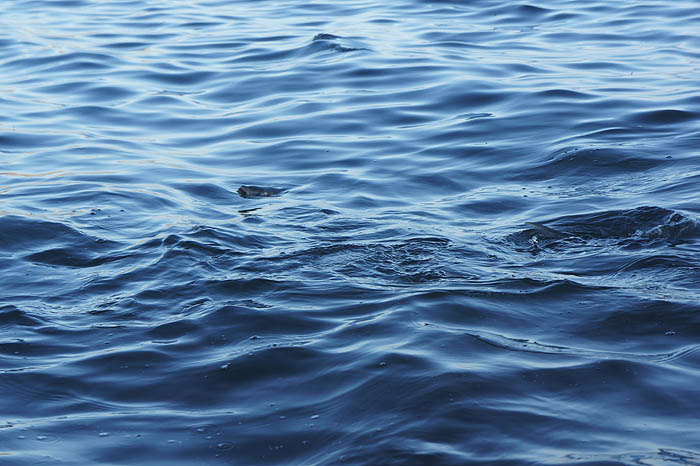 these fish really do skim the surface of the water for floating maggots. A sub-surface fly is almost useless.