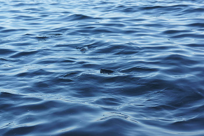 Look at those lips - once a hook is in it rarely comes out.