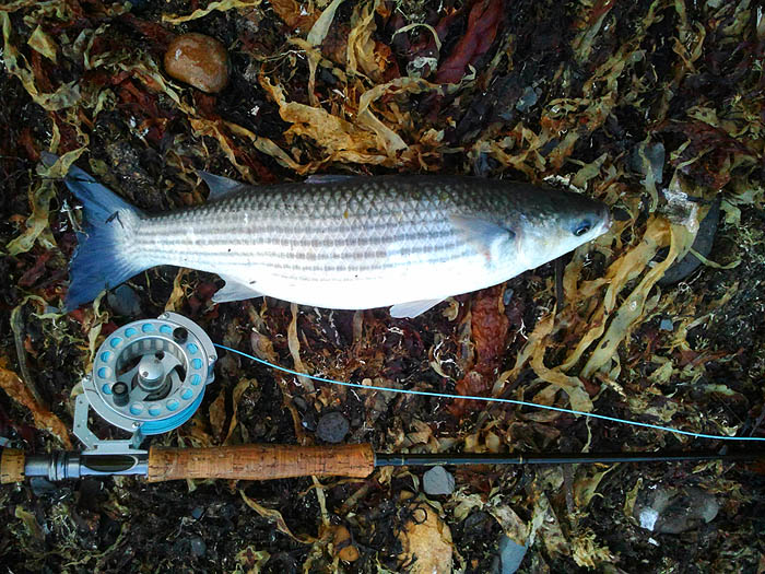 Wonderful fish and amazing sport on a small (strong) hook and light nylon cast.