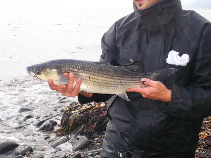An excellent shot of Rob's mullet before it was returned to the sea.