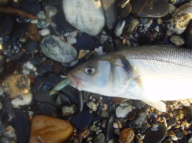 It really had a good go at Dave's Redgill.