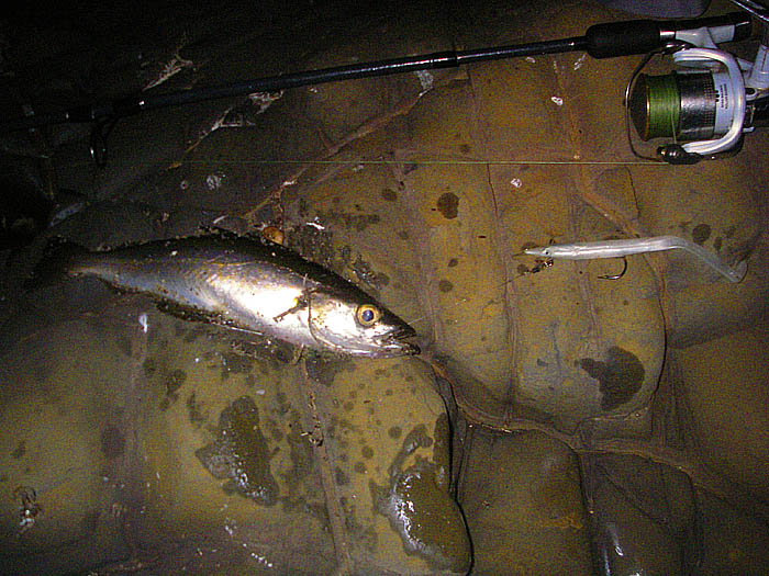 Taken on a Redgill and a bit gritty after falling in the sand.