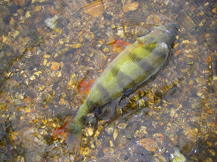 Quite a nice fish taken on my freelined minnow.