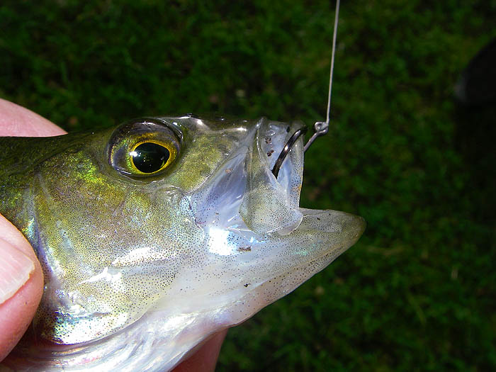 A smaller perch well hooked on the small circle hook. I'd never really noticed the pear shaped pupil of the eye before. Just like a grayling.