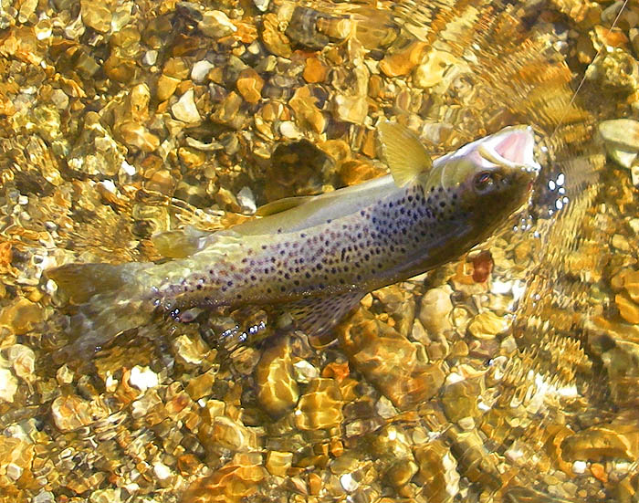 Again nicely hooked on the live minnow - pity the bigger one came off before I got its picture.