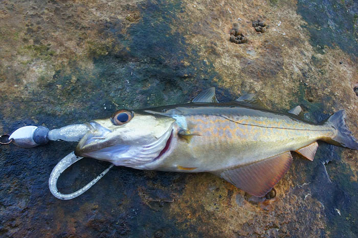 Still with the blue mottling typical of a young fish but nicely hooked.