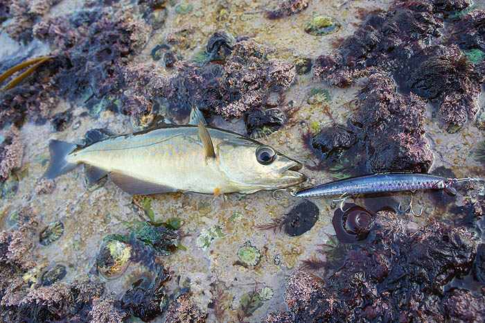 Anther small pollack - you can see the problem with three trebles.