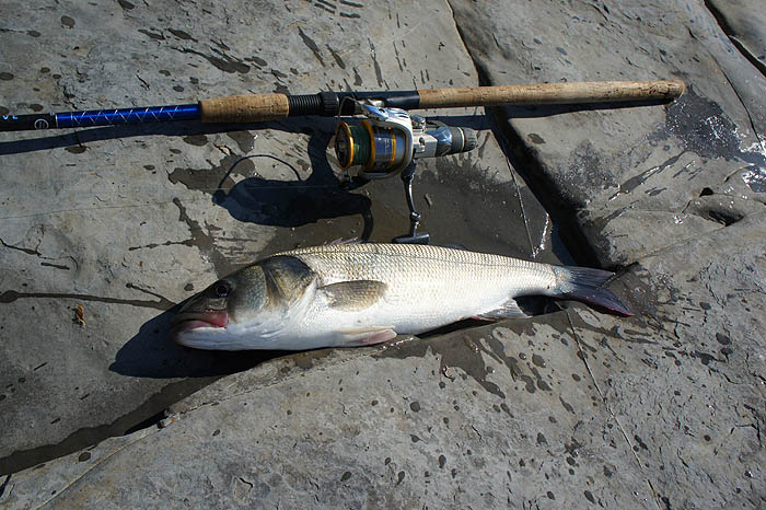 More to Bill's taste - a lovely fish in fantastic condition.