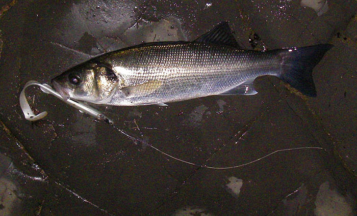 It was nice to get a bass at last after my long bassless, injury enforced, spell.