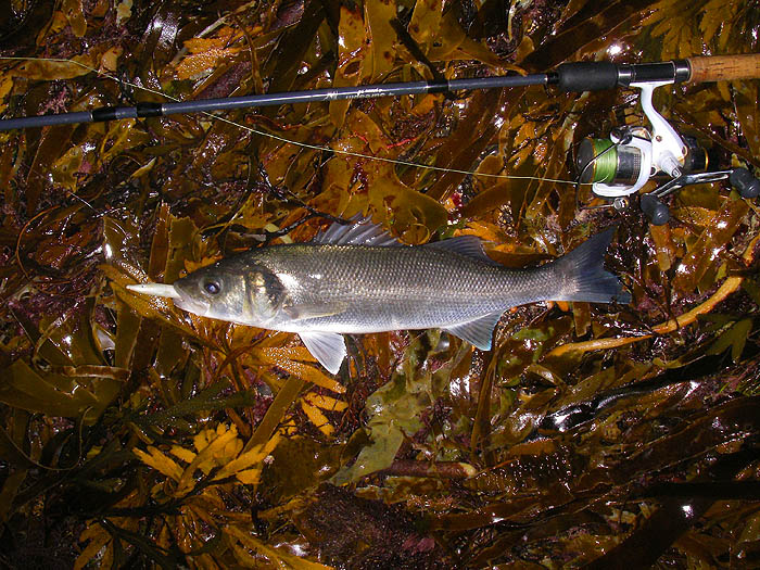 My first fish of the session and the only one I took pictures of.