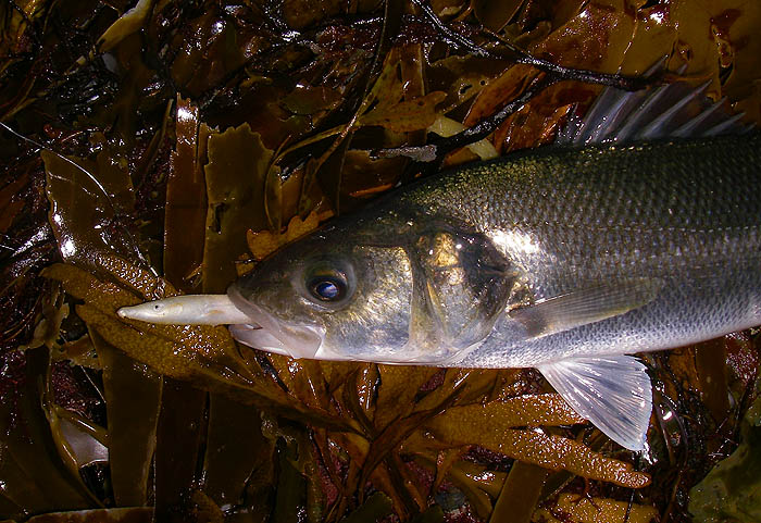 Typically, the fish had engulfed the big eel and was firmly attached to the large, sharp, single hook.