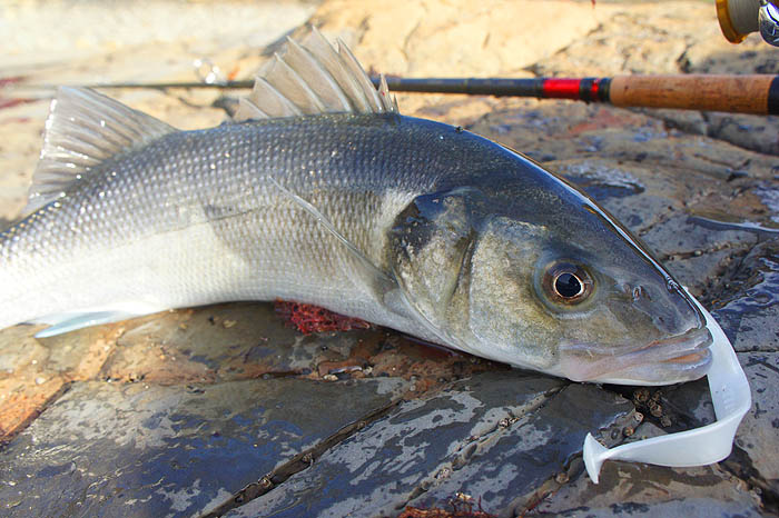 These weighted Redgills are pretty reliable and 'white' seems as good as anything.