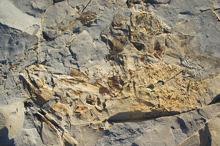 Not too easy to decipher from the picture but clearly a fish.