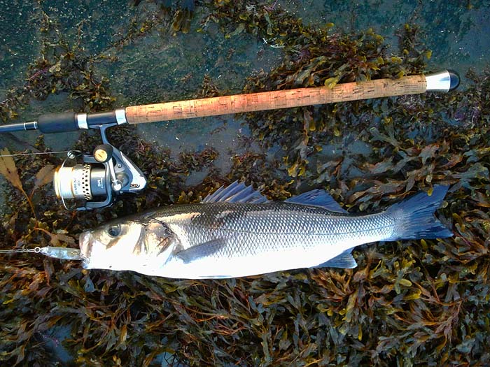 It certainly wanted the plug. Typical of November fish it was in the white water.