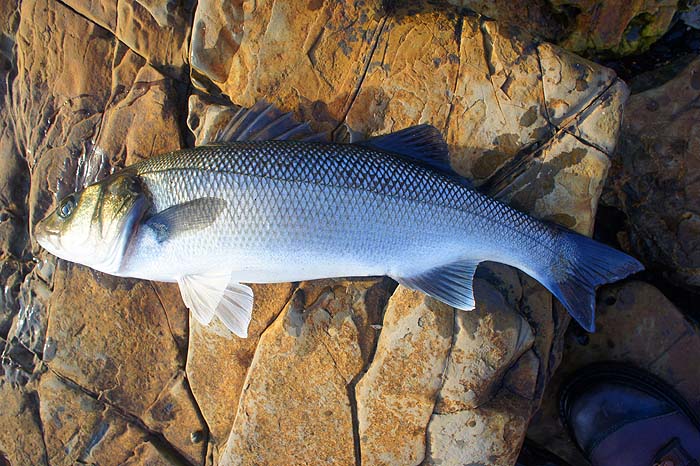 In nice Autumnal nick.