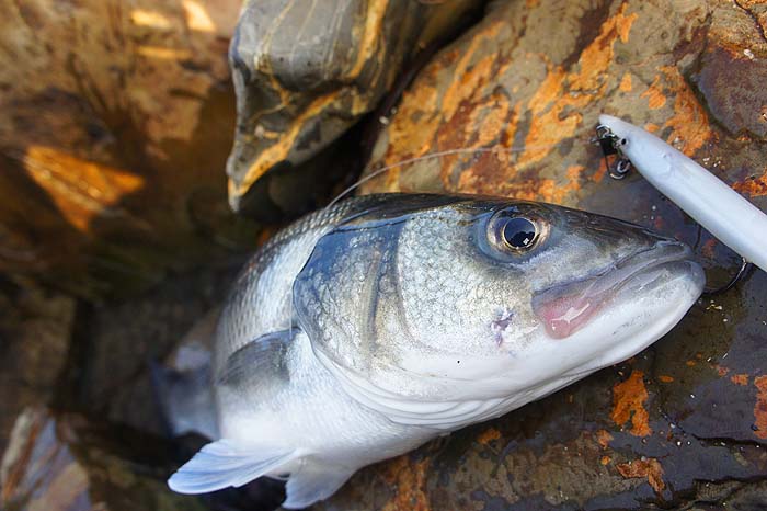 Like so many of the fish this year this one took a Pearl Evo Redgill.