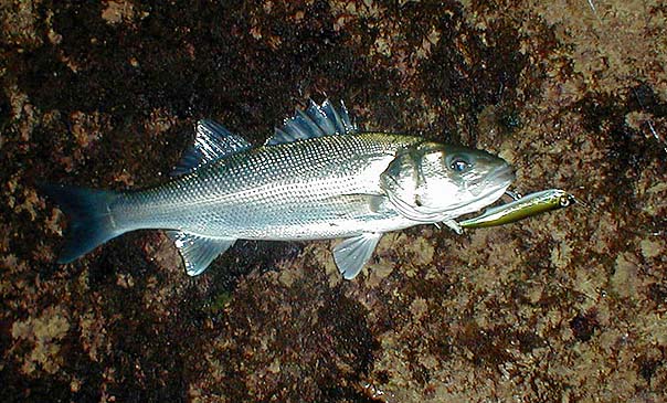 Brian's slider is successful.