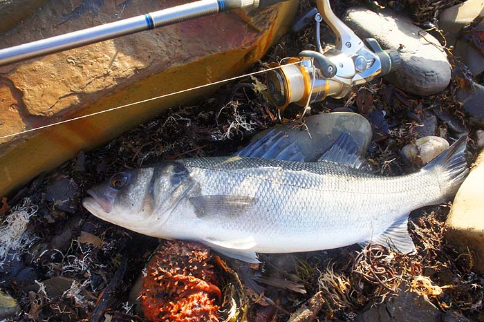 Bill's recent bass, caught on a small shad - pity I didn't have a mullet to join it.