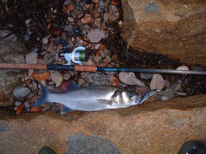 Plug caught in November.