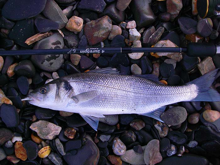 Nice one on a weighted Redgill.