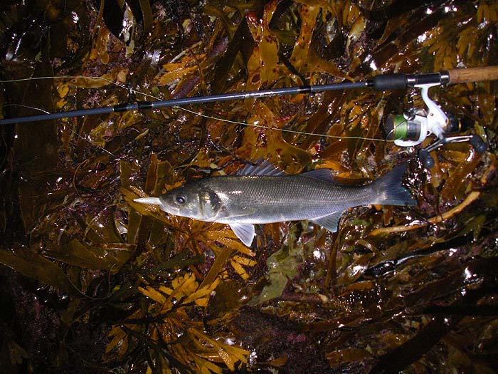 Again caught on a Redgill. Plugs, poppers, plastics, conditions dictate which, have all been successful towards the end of the season.