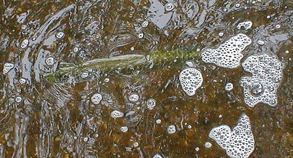 This is the first one I have ever caught on a popper.