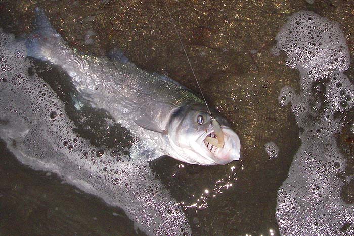 My first bass of 2011, on an Evo Redgill - shades of things to come.
