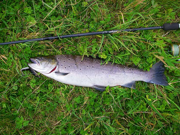 A nice seatrout on the Rapala in sunny conditions.