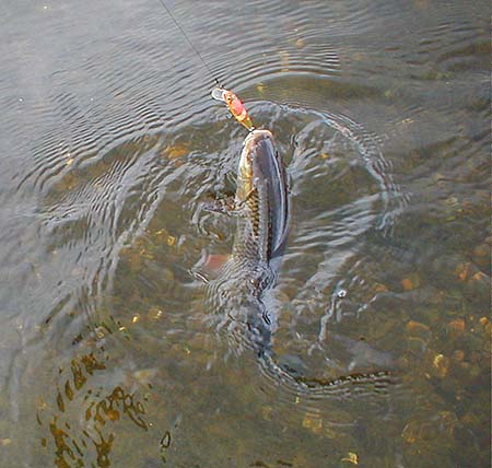 This one took a tatty J7.