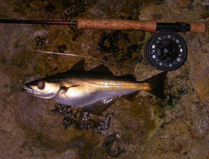 A decent pollack on my new fly line. Their first plunge for cover is electric on this gear.