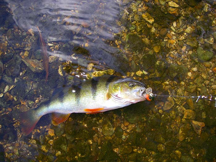 A reasonable perch on a small plug. Beautiful fish!.