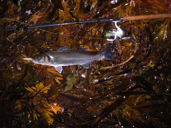 Another bass on an Evo Redgill - this season's fashionalble lure.