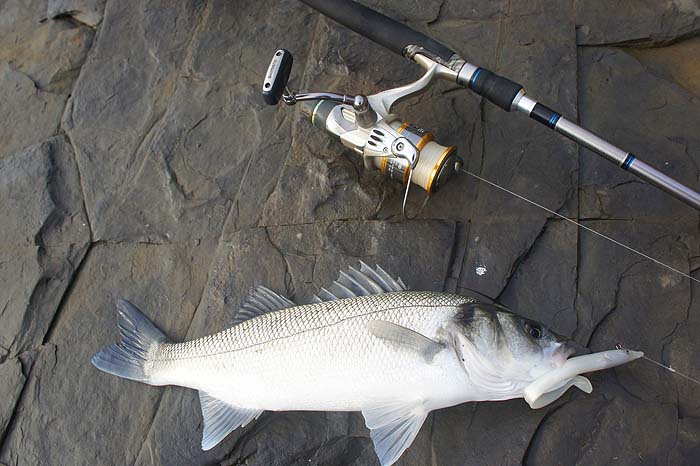 A nice bass well deserved for braving the conditions.