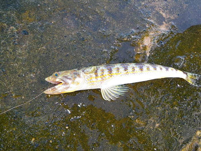 A lizard fish - the bane of tropical shore spinning.