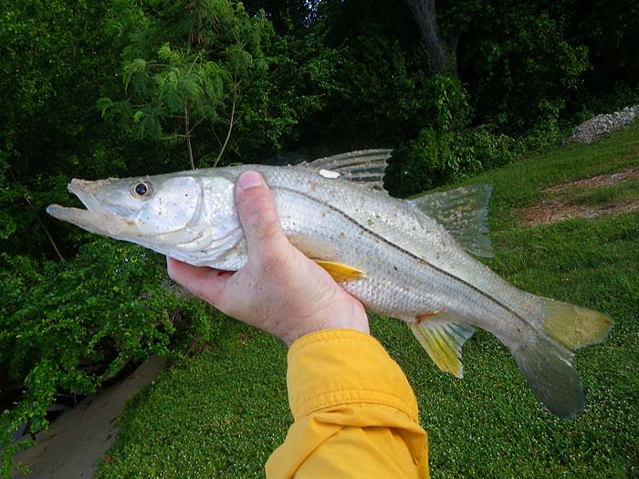 A lot better than a lizard fish.