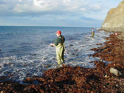 Still a big swell and tons of weed stacked on the beach.
