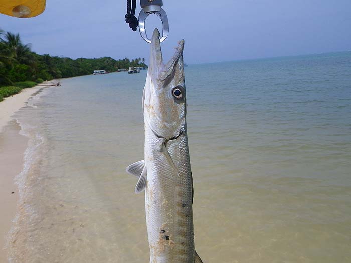 These little torpedoes can pull the string a bit.