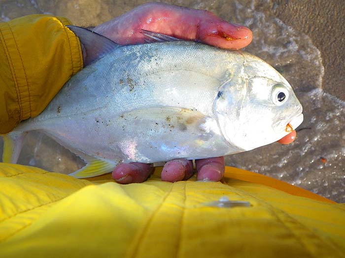 One of my real favourites. Ideally a bit bigger than this one.